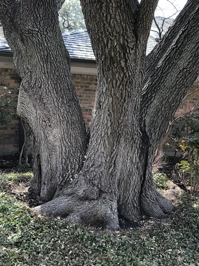 Mature heritage tree close to a Central City property cared for by certified arborists