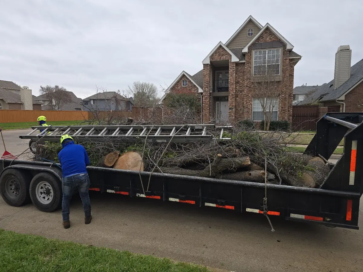 Expert Tree Removal with proper safety equipment in Central City